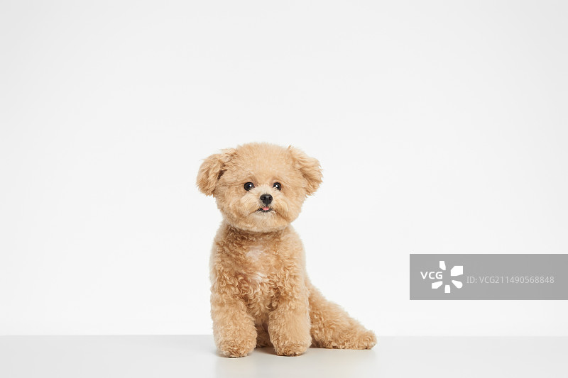 贵宾犬图片素材