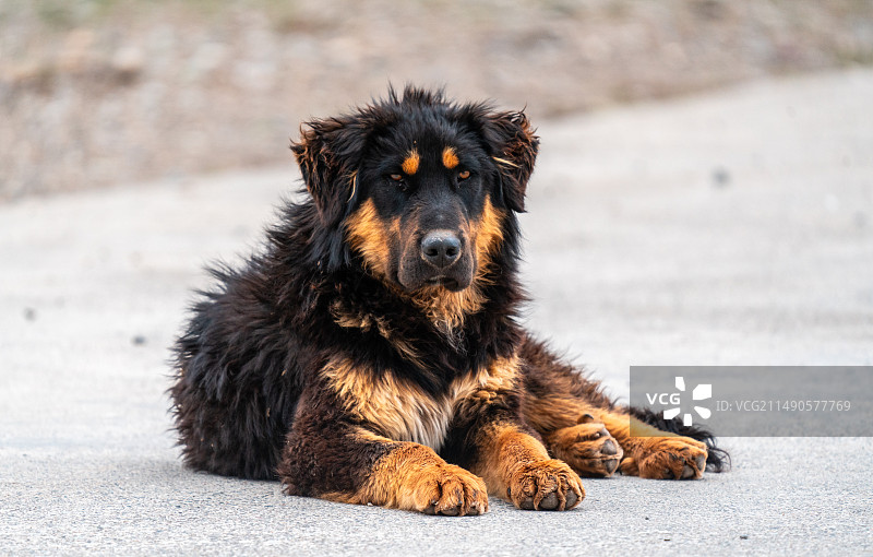藏獒特写镜头图片素材