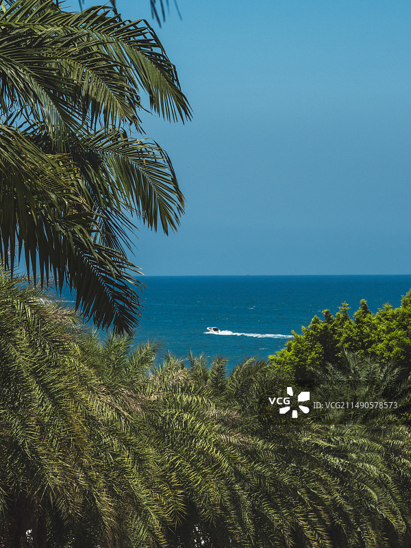 蓝天下棕榈树的俯视图图片素材