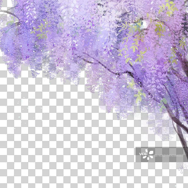 紫藤花图片素材