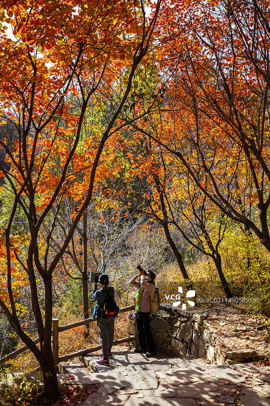 北京坡峰岭红叶图片素材