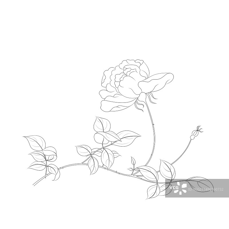 手绘花卉白描黑白线稿插画蔷薇图片素材