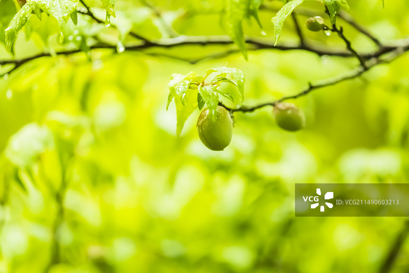 水蜜桃图片素材