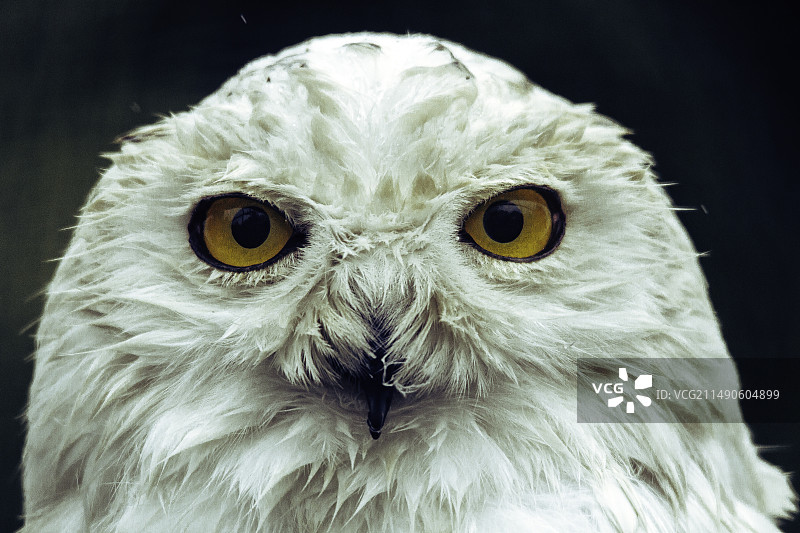 鸟类野生动物一只动物图片素材