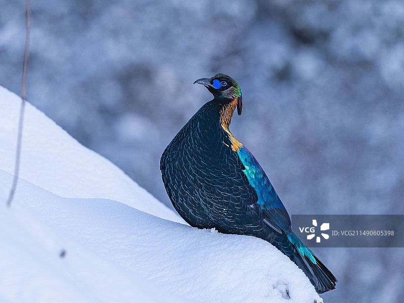 中国的吉祥神鸟图片素材