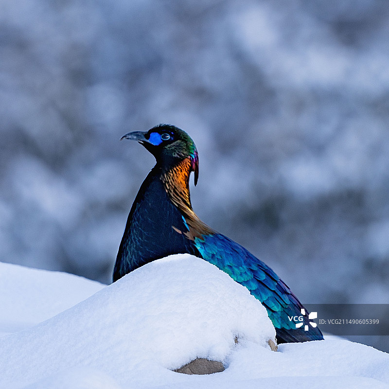 中国的吉祥神鸟图片素材