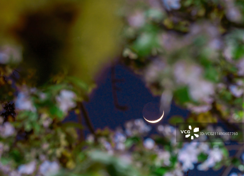 天津大学海棠花图片素材