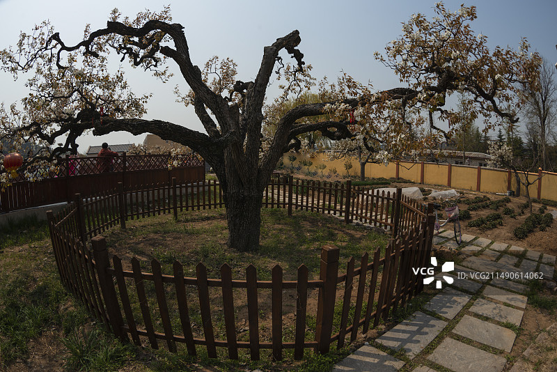 登瀛梨雪，百年梨树绽放崂山（青岛十景之一））图片素材