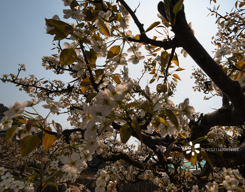 登瀛梨雪，百年梨树绽放崂山（青岛十景之一））图片素材