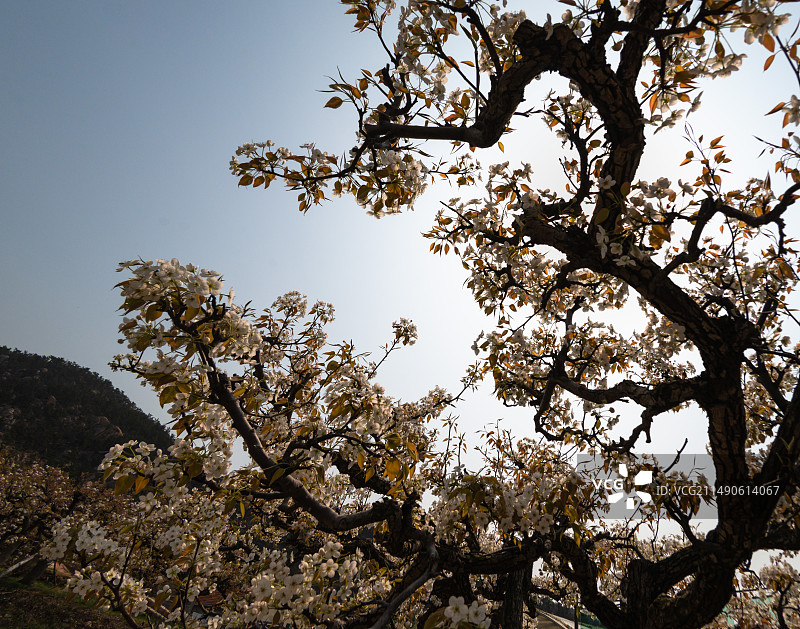 登瀛梨雪，百年梨树绽放崂山（青岛十景之一））图片素材