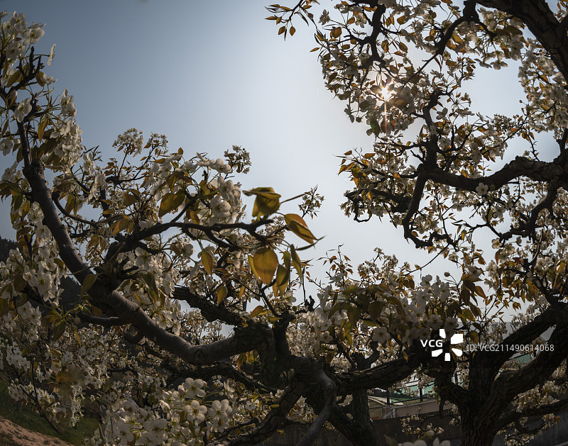 登瀛梨雪，百年梨树绽放崂山（青岛十景之一））图片素材