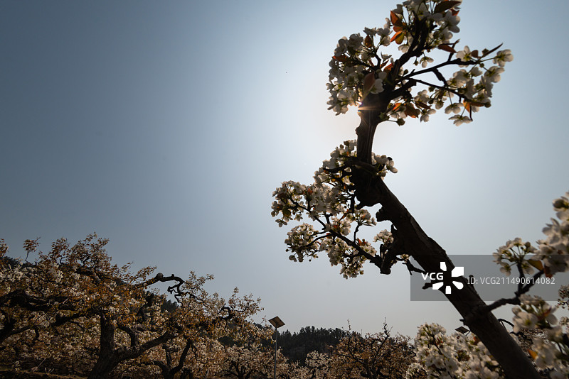 登瀛梨雪，百年梨树绽放崂山（青岛十景之一））图片素材
