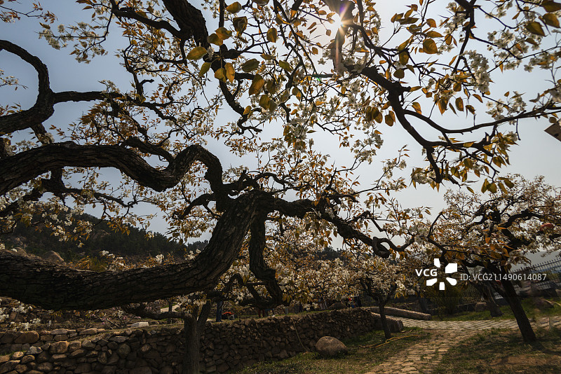 登瀛梨雪，百年梨树绽放崂山（青岛十景之一））图片素材