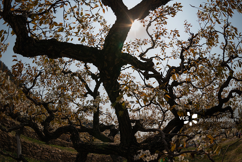 登瀛梨雪，百年梨树绽放崂山（青岛十景之一））图片素材