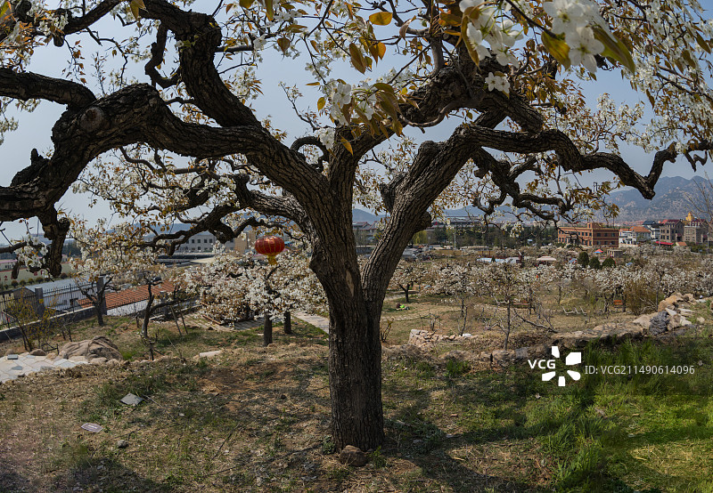 登瀛梨雪，百年梨树绽放崂山（青岛十景之一））图片素材