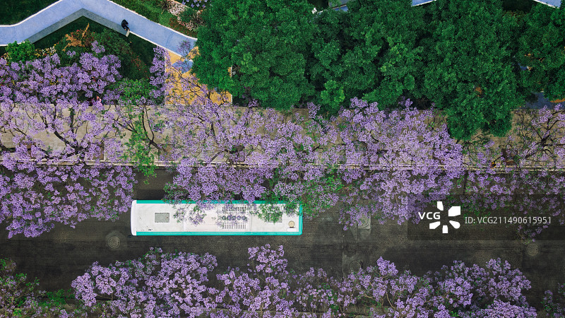 昆明教场路蓝花楹图片素材