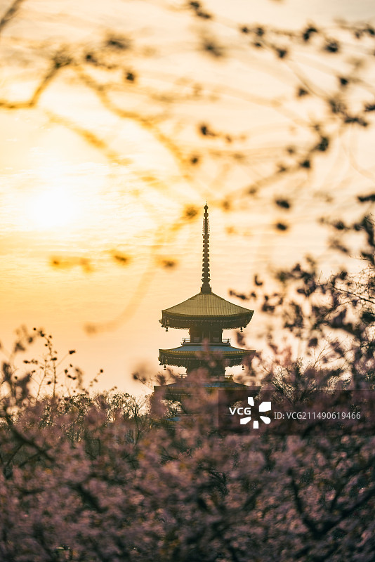 武汉东湖樱园樱花树与五层塔的日出图片素材