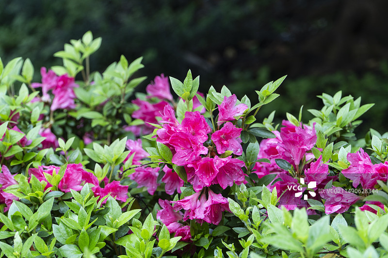 夏天雨后绽放着的杜鹃花映山红图片素材