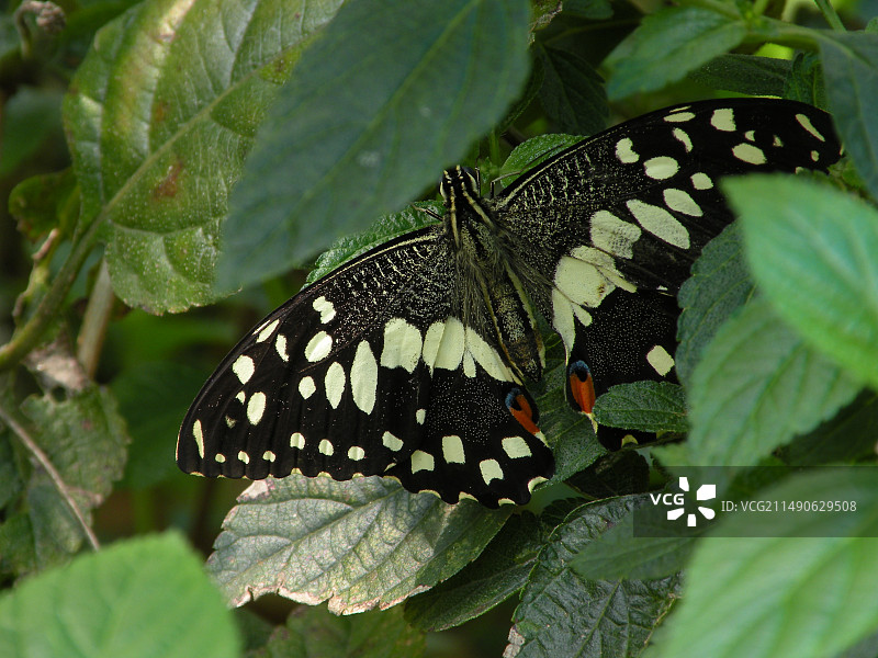 蝴蝶栖息在树叶上的特写镜头图片素材
