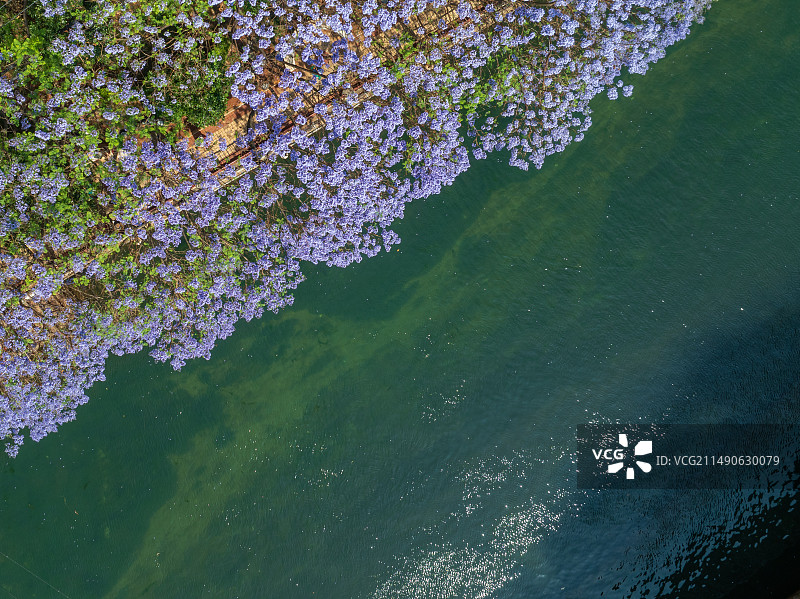 蓝花楹与盘龙江图片素材