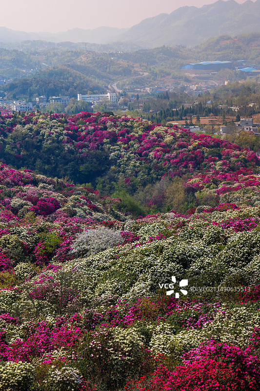 贵州毕节百里杜鹃风景区图片素材