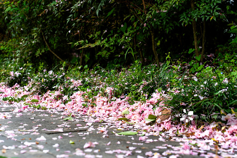 路边的小草与樱花花瓣图片素材