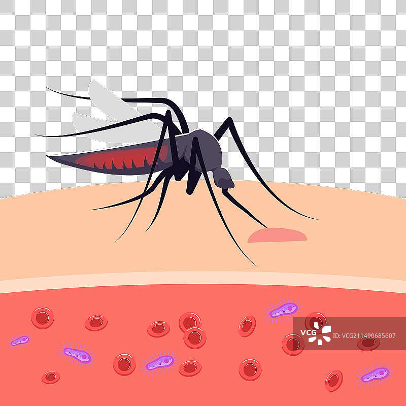 蚊虫叮咬皮肤和感染寄生虫图片素材
