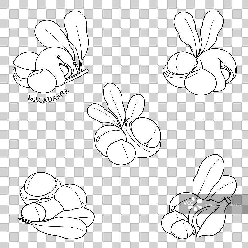 带叶澳洲坚果轮廓图片素材