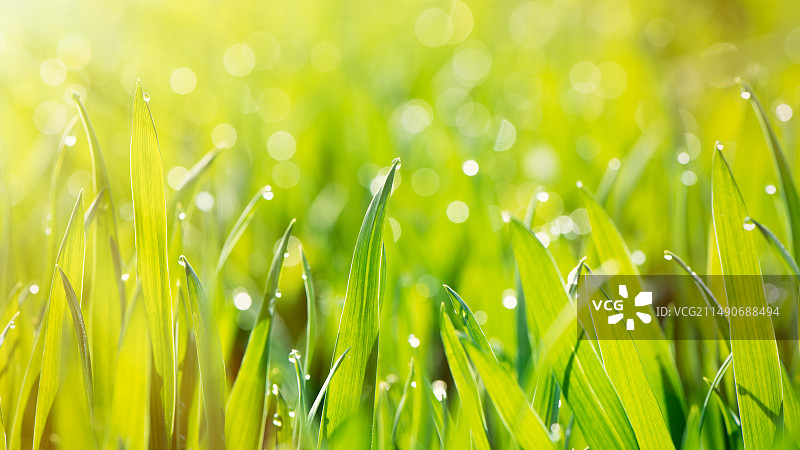 早晨阳光下麦苗上的露水露珠图片素材