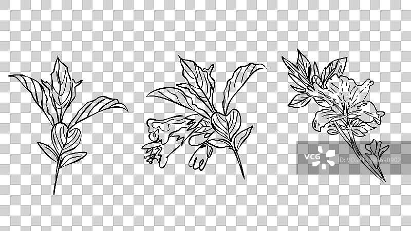 花卉手绘素描线稿图片素材