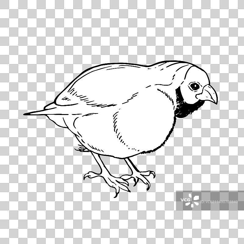 手绘胡锦鸟绘画图片素材