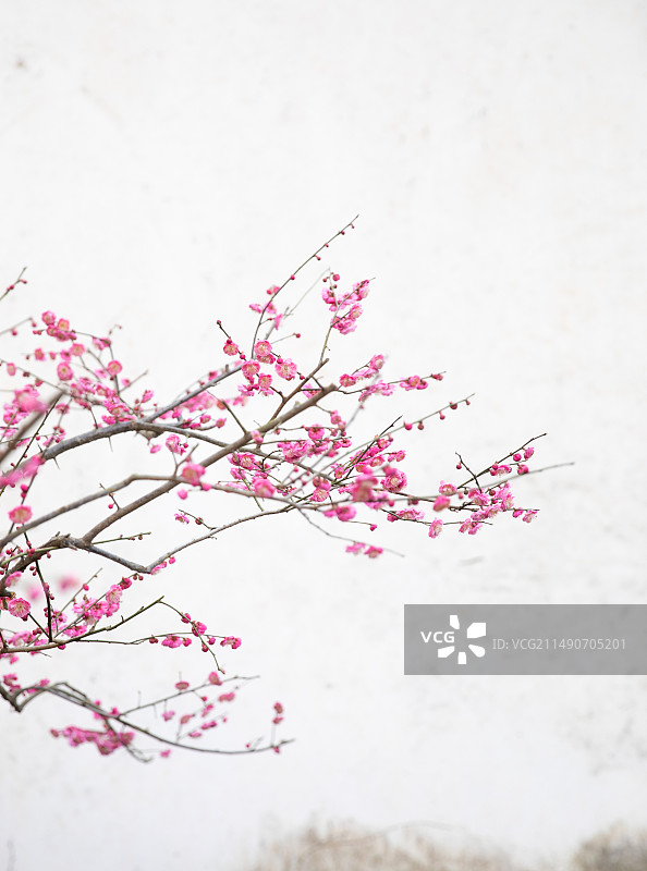 园林梅花图片素材