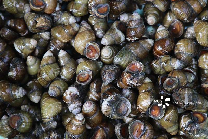 野生螺蛳，田螺图片素材