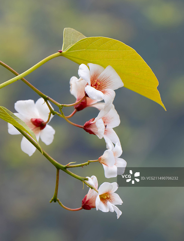 桐子花图片素材