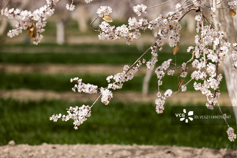 新疆杏花林杏花特写图片素材