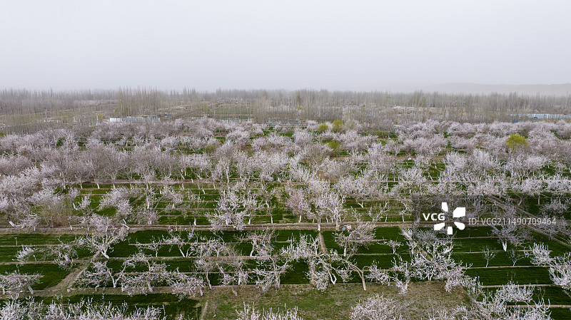 中国第一大杏园英吉沙县万亩杏花林花海图片素材