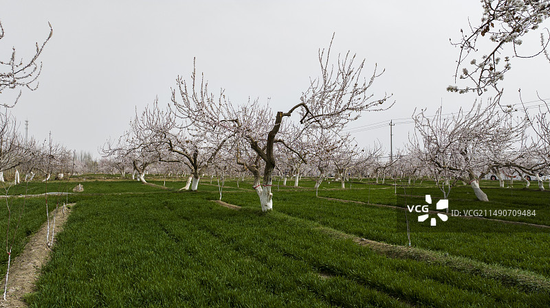 中国第一大杏园英吉沙县万亩杏花林花海图片素材