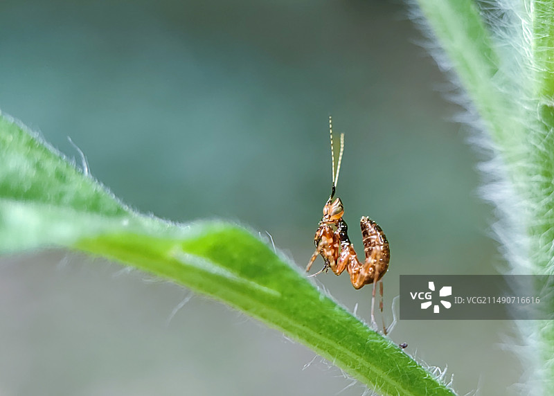 可爱的眼斑螳螂宝宝（Creobroter）图片素材