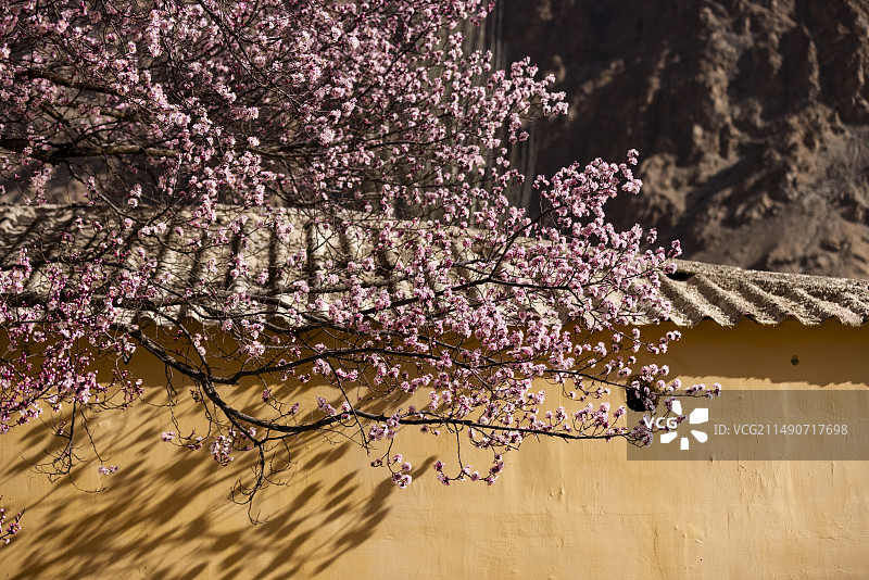 黄墙光影杏花特写杏花村古村落意境唯美图片素材