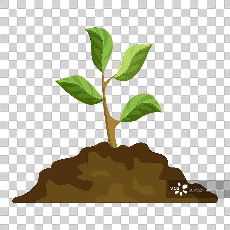 树木生长阶段与绿色小树图片素材