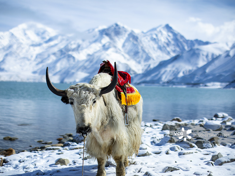 高原白色牦牛 昆仑雪山湖泊白沙湖畔图片素材