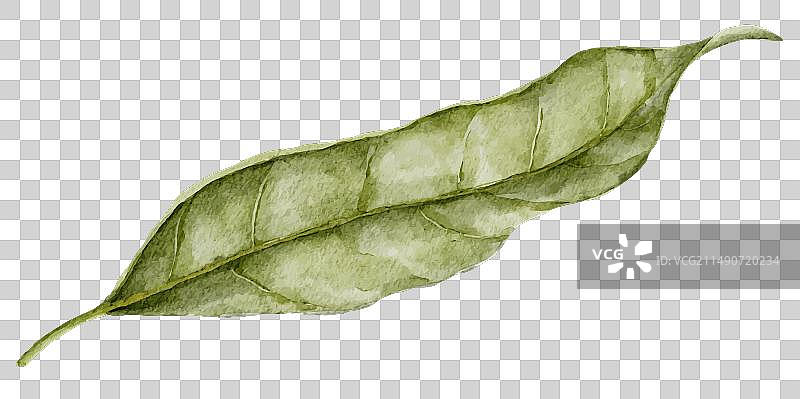 手绘水彩叶子剪贴画图片素材