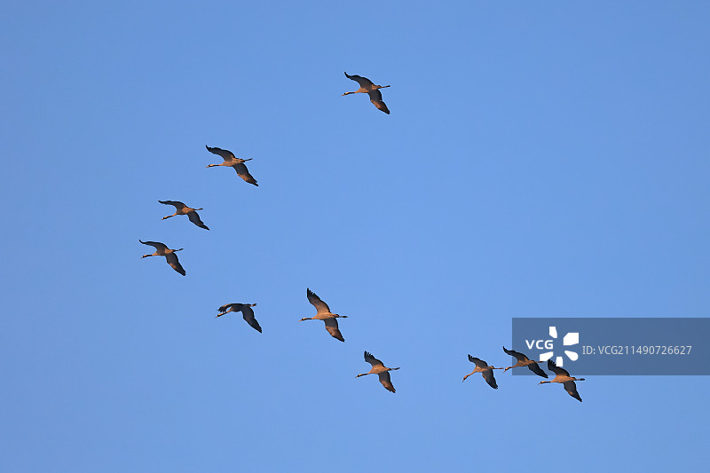 野生灰鹤生境及生活状态图片素材