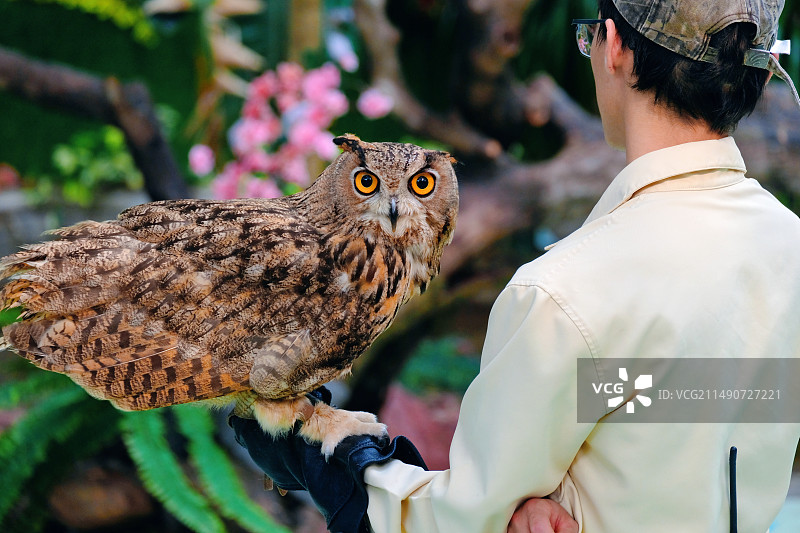 猫头鹰图片素材
