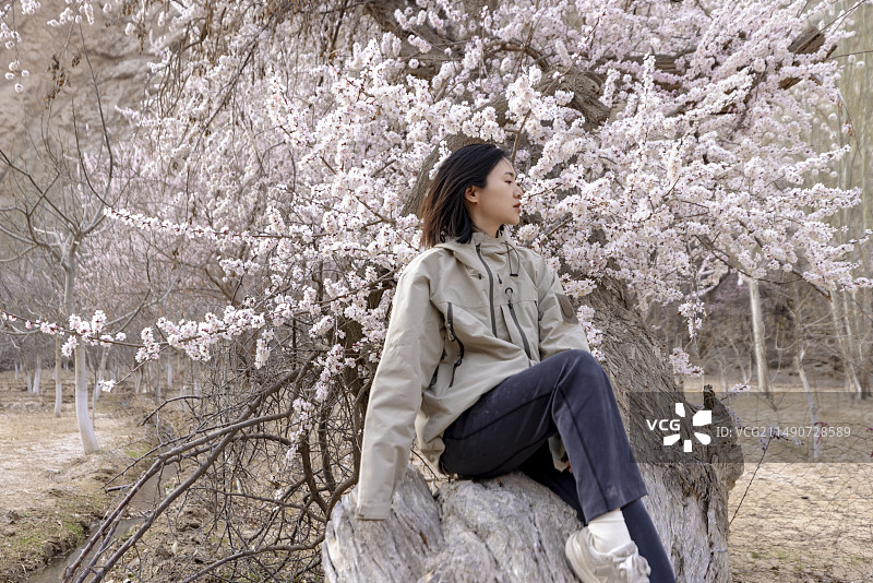 美女坐在杏花树上休息唯美意境新疆旅行图片素材
