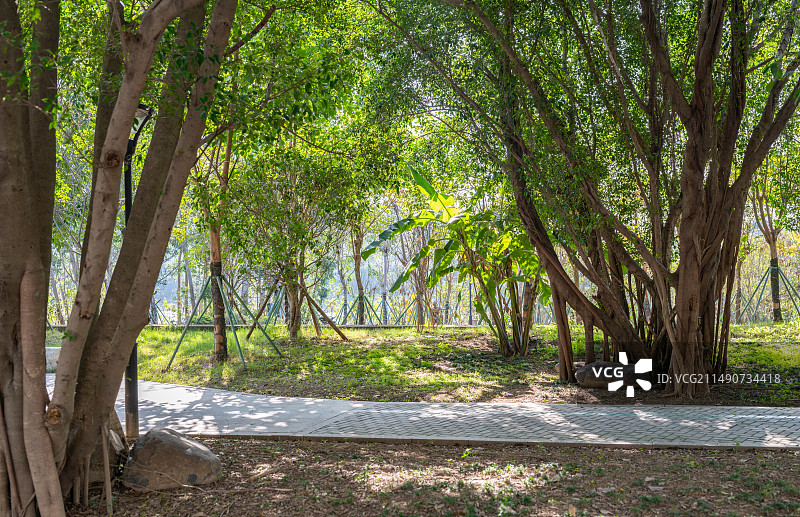 福建省福州市闽侯县沙地公园的森林中生长的树木图片素材