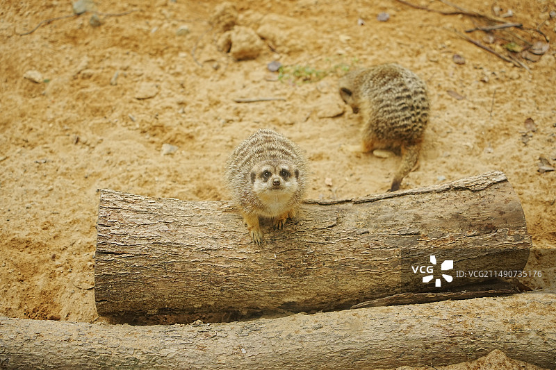 福州市动物园的细尾獴图片素材