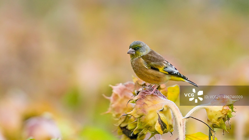 金翅雀图片素材