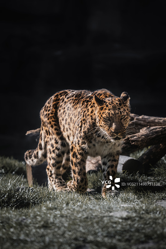 布鲁克菲尔德动物园图片素材