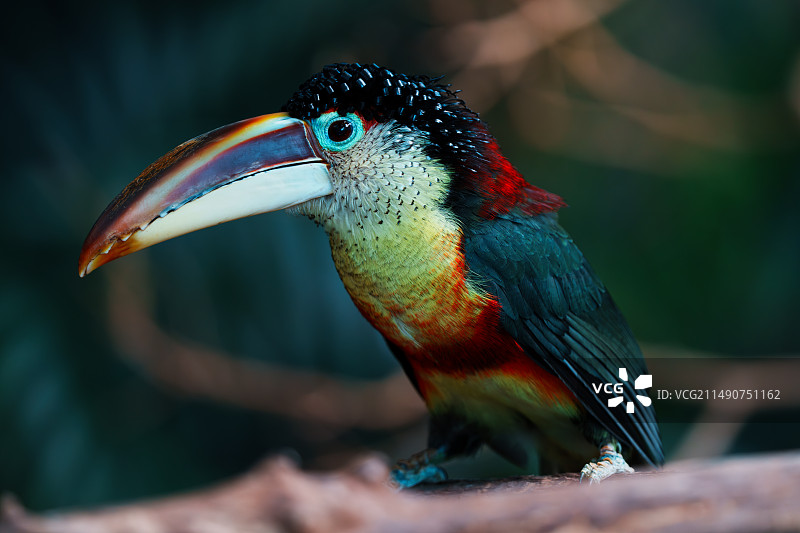 布鲁克菲尔德动物园图片素材